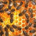 Пчелиное маточное молочко: применение и свойства