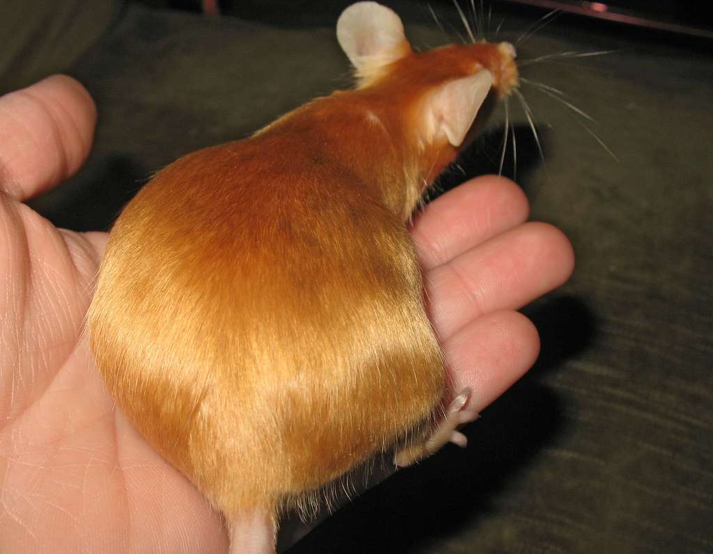 Беременная мышь