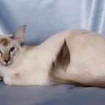 Кошки балинезийской породы: описание с фото, особенности разведения котят, характеристики породы и советы по уходу