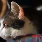 Уши кошки: строение и особенности