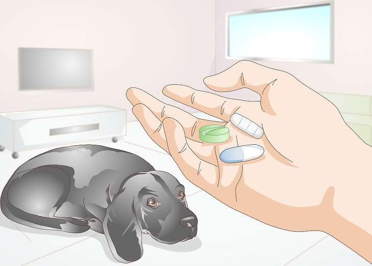 лечение дирофиляриоза у собак
