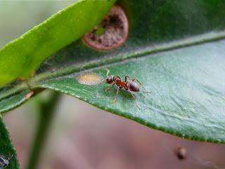 борьба с муравьями на огороде