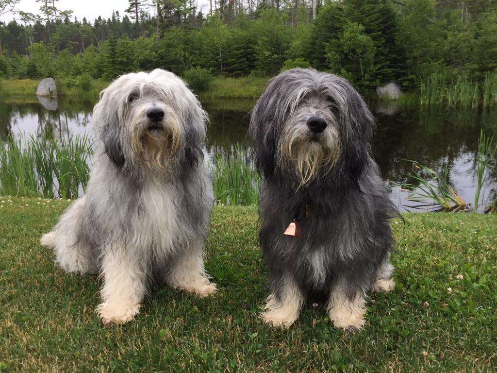 Две собаки