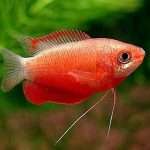 Красные аквариумные рыбки: виды, описание, содержание