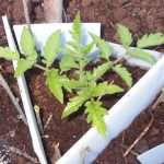 Огородо-дачные хлопоты: высадка рассады помидор в грунт