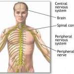 Основные типы нервной системы человека