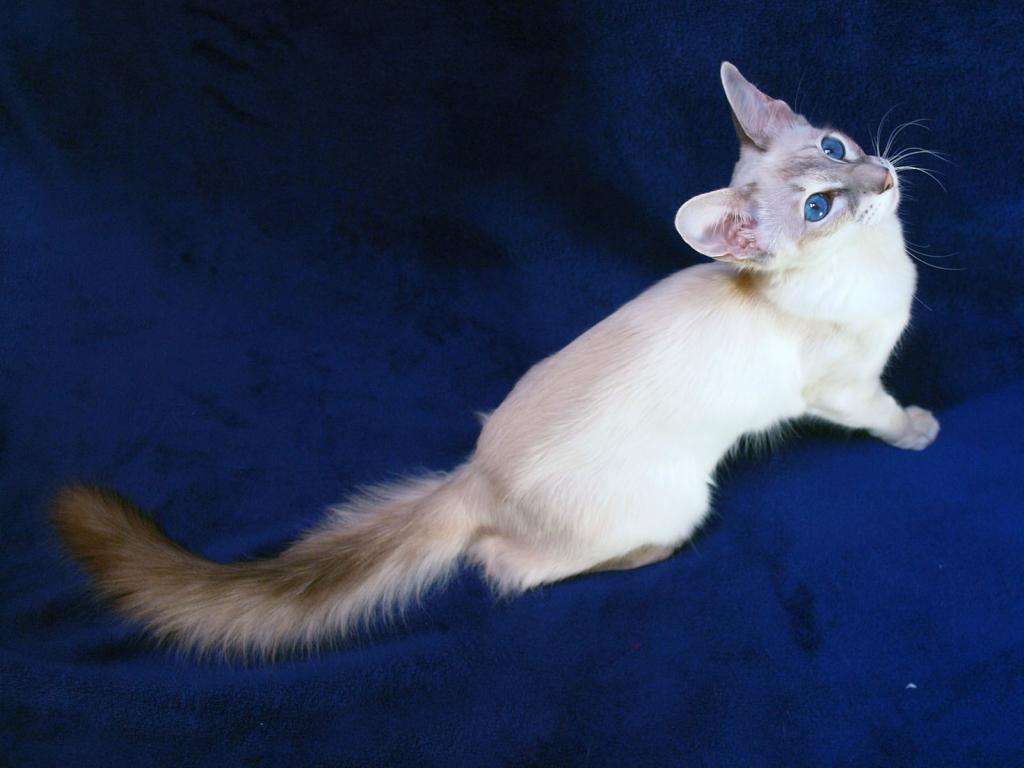 красивый, редкий окрас балинезийской кошки