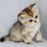 Шотландская короткошерстная кошка: описание, характер, стандарты породы. Кошки скоттиш-страйт