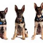 До скольки месяцев растут собаки разных пород: особенности и этапы развития