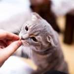 "Милпразон" для кошек: отзывы ветеринаров, инструкция по применению и отзывы