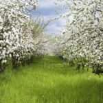 Карликовые яблони - украшение любого сада