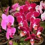 Как пересадить орхидею фаленопсис? Все гораздо проше, чем вы думаете!