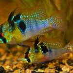 Аквариумные рыбки карликовые цихлиды: виды, описание, содержание и совместимость