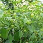 Съедобный физалис: выращивание из семян