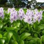 Гиацинт водный – одно из самых красивых растений