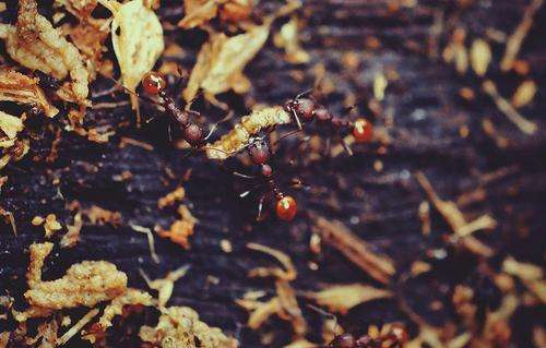 Уничтожить муравьев