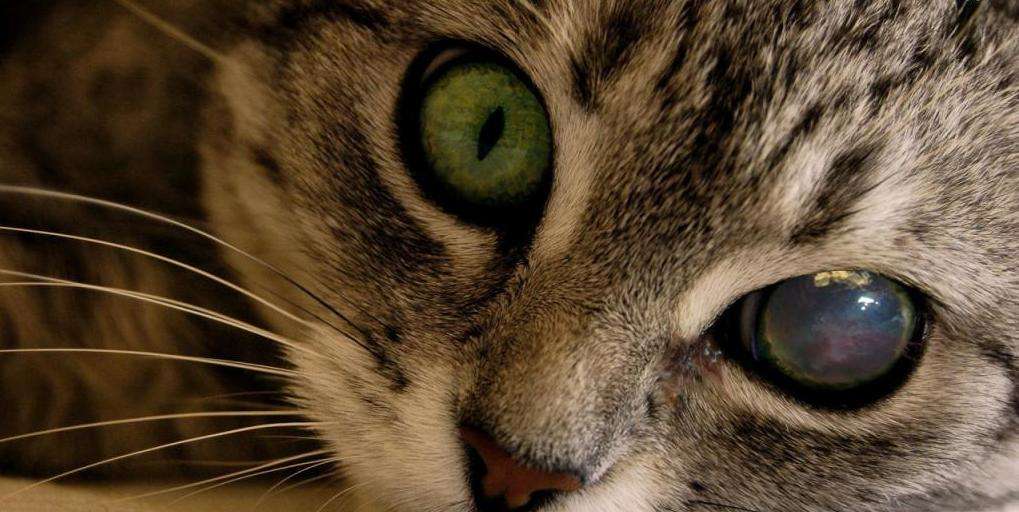 заболевания глаз у котов