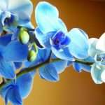 Орхидея синяя - заморская красавица