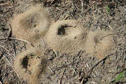 борьба с муравьями на огороде