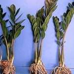 Комнатное растение замиокулькас - уход в домашних условиях