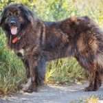Порода собак кавказец: описание, характер, стандарты, фото