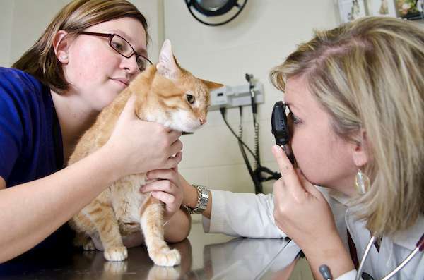 кот у офтальмолога