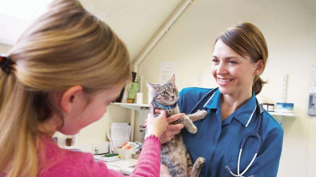 отзывы хозяев кошек и врачей