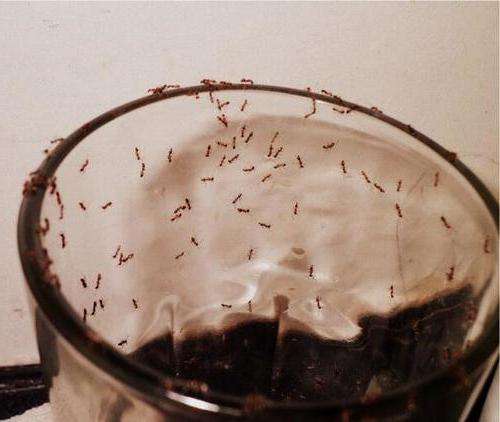 Борьба с комарами на участке