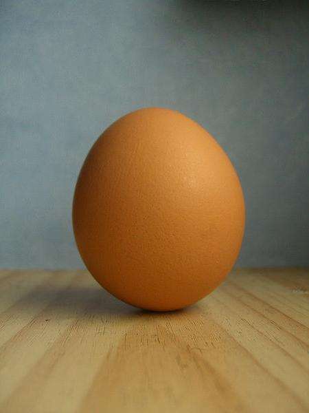 строение куриного яйца