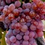 Виноград русский ранний - один из лучших сортов столового винограда