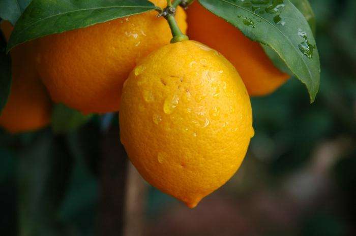 лимон выращивание в домашних условиях