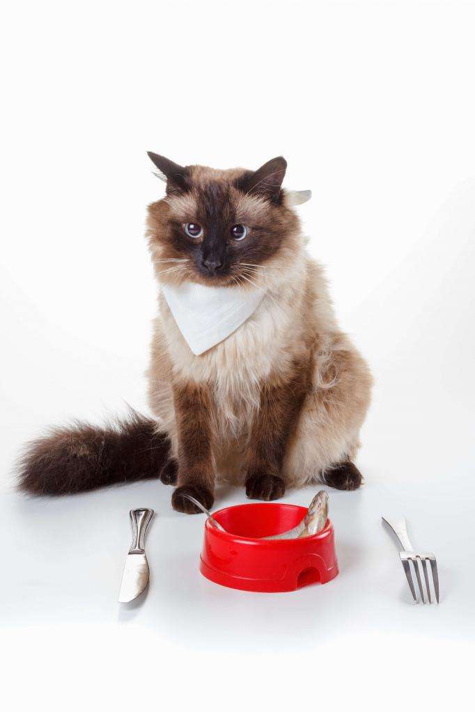 питание балинезийской кошки