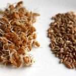 Как прорастить пшеницу для еды легко?