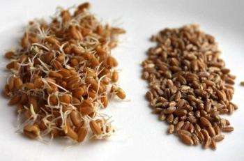 как прорастить пшеницу для еды