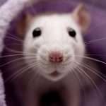 Опухоли у крыс: причины, симптомы, профилактика и лечение