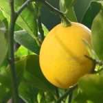 Лимон в домашних условиях. Выращивание