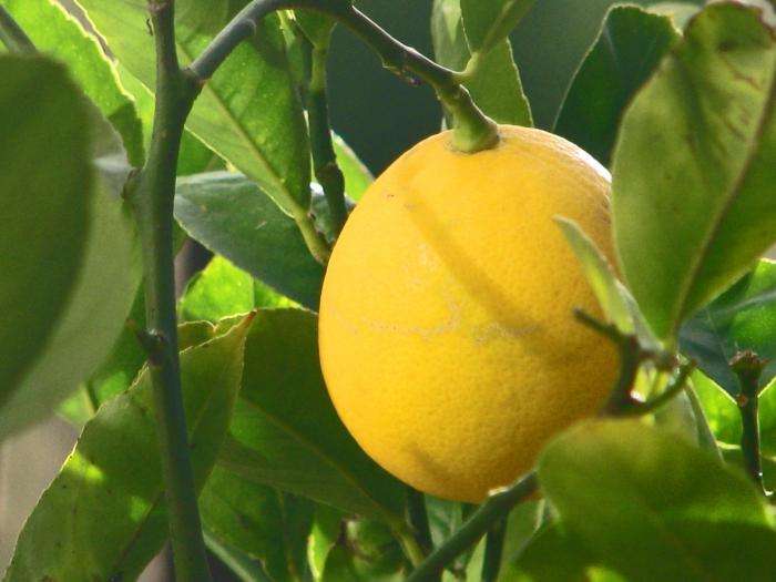 лимон в домашних условиях выращивание