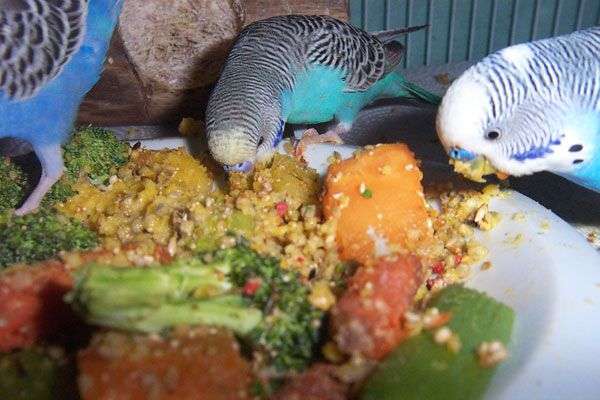 Волнистый попугай: как ухаживать, чем кормить, советы