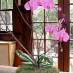 Как рассадить орхидеи способом деления, черенкования и с помощью "деток"