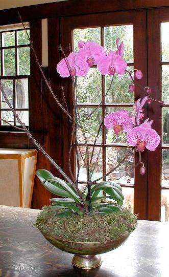 как рассадить орхидеи