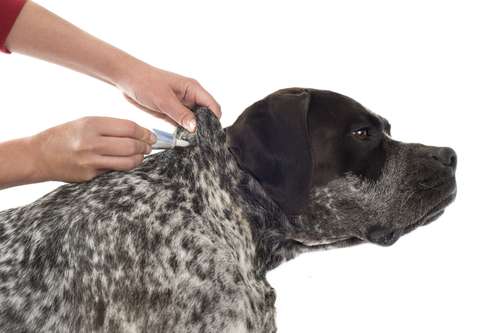 dirofilaria immitis у собак лечение