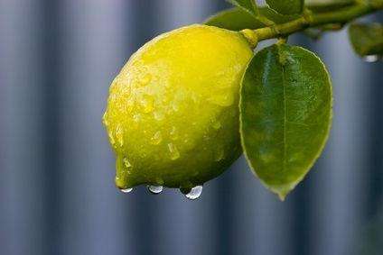 Плоды лимонного дерева