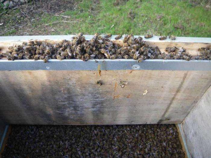 лечение настойкой пчелиного подмора
