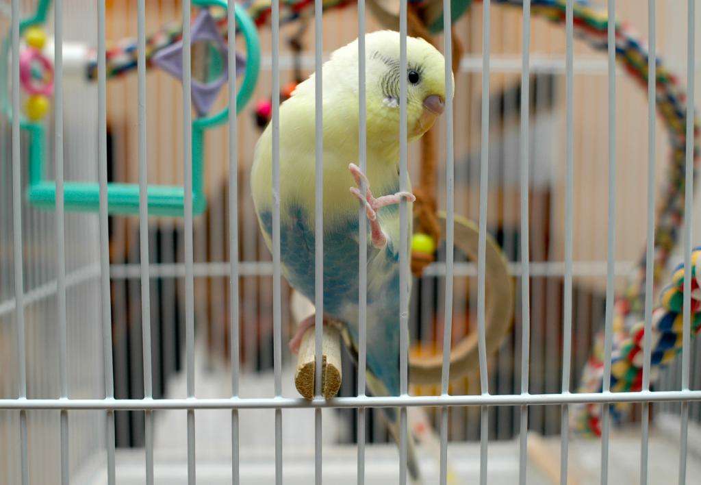 Волнистые попугаи: как ухаживать и чем кормить