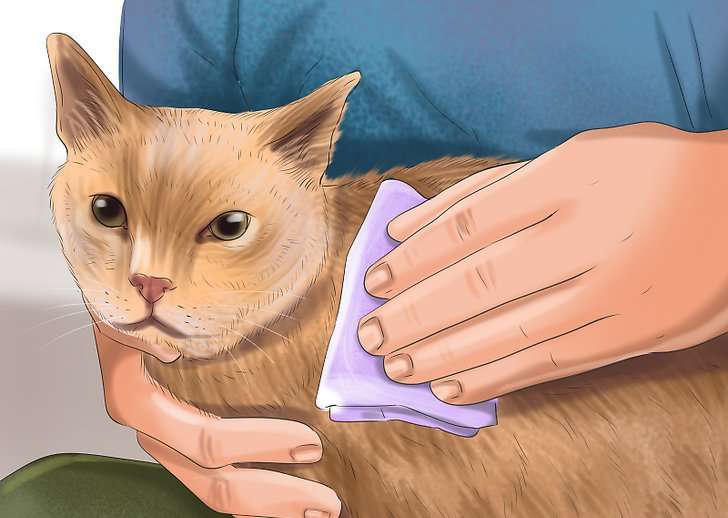 обработка раны у кошки