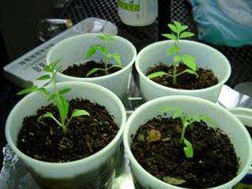 Как посадить рассаду томатов
