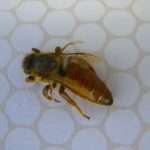 Лечение пчелиным подмором ряда заболеваний