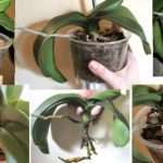Как правильно пересадить орхидею — и здесь свои нюансы