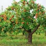 Как сажать яблони и правильно выбирать саженец