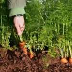 Когда сажать морковь весной?